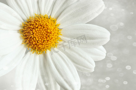 模糊背景下的白色雏菊