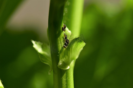 花茎上的黑色蚜虫作为特写