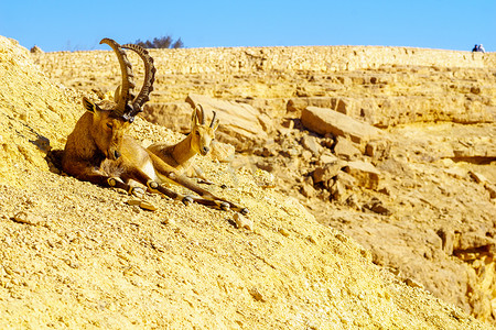 铸铁亚那估计摄影照片_Makhtesh（火山口）拉蒙的努比亚野山羊