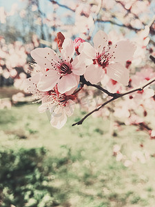 苹果树花盛开的复古背景，春天花开