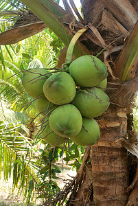 甜椰子。