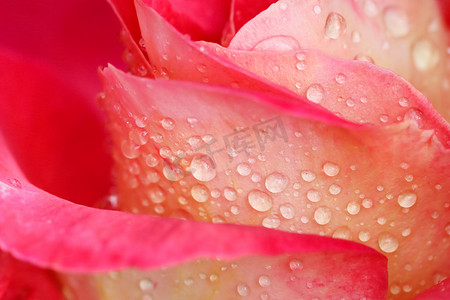 阳光明媚的日子，美丽的红玫瑰在花园里露珠。
