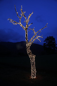 酒店电源摄影照片_树上的灯饰