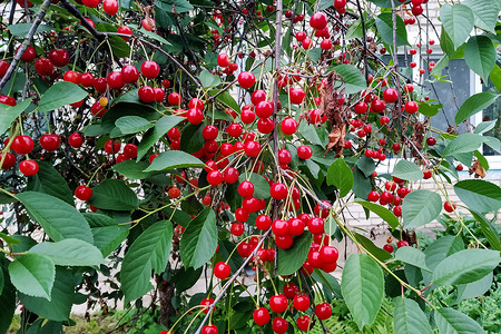 红色浆果摄影照片_郁郁葱葱的樱桃树枝，上面有红色浆果和绿叶