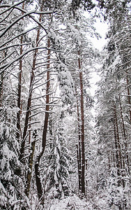 有积雪的树的美丽的冬天多雪的森林，童话，奥秘