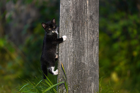 小黑猫摄影照片_带白爪子的小黑猫爬上一根灰色的木杆
