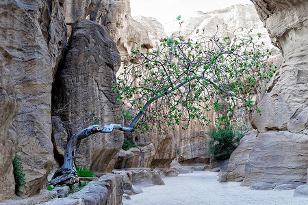 锡克 (Siq) 的一棵树从表土很少的缝隙中生长出来，在岩石小镇和佩特拉墓地的沙漠中为生存而奋斗