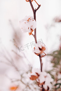 冬季通风摄影照片_婚礼上冬季风格的餐桌上装饰有蓬松的花朵