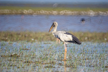 鸟类生活和游泳在淡水湖泊中，当地鸟类生活在世界湿地（拉姆萨遗址）。