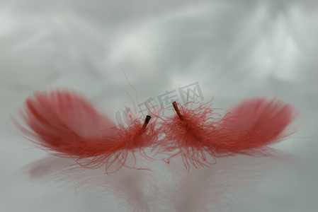两根红色羽毛的视图