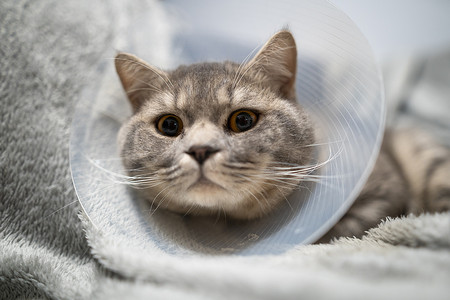 家养灰色英国短毛猫，眼睛是橙色的，在家里的沙发上有一个保护项圈，手术后。