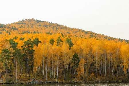 秋黄摄影照片_Turgoyak 湖附近山腰上的黄色云杉树。