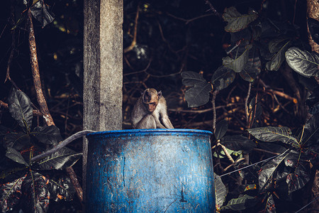 小猴子在垃圾桶里翻找食物。