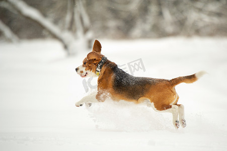 冬季犬种比格犬在户外雪地玩耍