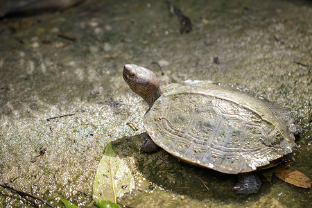 巨型亚洲池龟，亚洲巨型水龟 (Heosemys Grandis) 在地板上的图像。