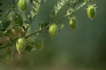鹰嘴豆荚与绿色幼苗在农田，特写镜头。