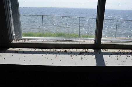旧窗户上有死蚊子和海洋