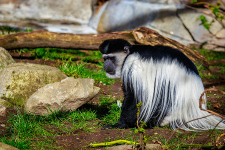 黑白动物摄影照片_黑白疣猴