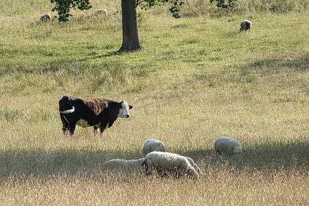 羊和牛在开阔的农田里吃草