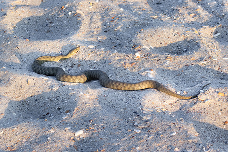在海滩沙子的危险有毒两栖类蛇毒蛇Vipera Renardi