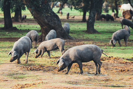 埃斯特雷马杜拉纳瓦维拉德佩拉乡村的猪在农场吃草