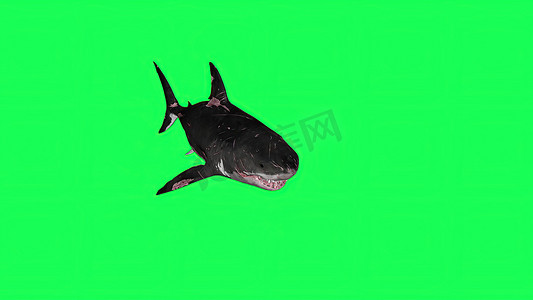 蓝色大屏背景摄影照片_3d 插图-绿屏中的鲨鱼-背景