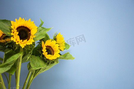 文字花卉摄影照片_蓝色背景上盛开着鲜黄色向日葵的玻璃花瓶，有文字空间，复制空间。