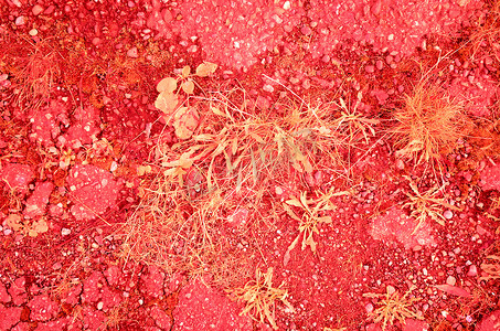 开裂的街道地板的红外照片，上面长满了草和药草