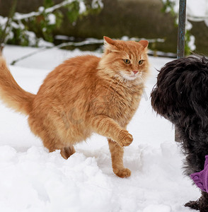 大红猫和黑狗在雪地里玩耍