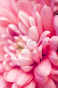 珊瑚雏菊花瓣盛开，抽象花卉艺术背景，春天大自然中的花朵香水香味，婚礼，奢华美容品牌假日设计