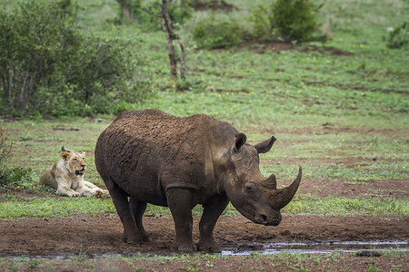 南非克鲁格国家公园的南方白犀牛和非洲狮