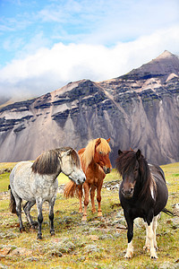 在冰岛自然风景的冰岛马