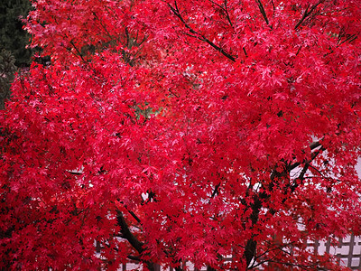 红枫槭树