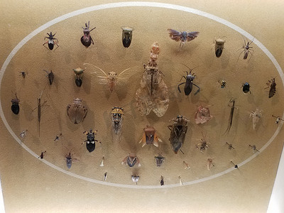 将蝉和其他昆虫固定在玻璃下