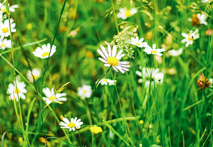 夏季雏菊田、绿草和盛开的花朵、春黄菊草甸作为春天自然和花卉背景、植物园和生态环境