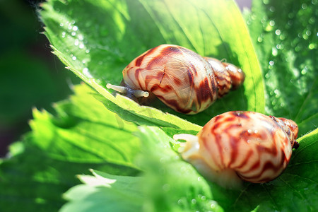 葡萄片摄影照片_在阳光明媚的日子里，两只蜗牛正坐在一片草莓叶子上。