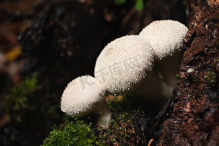 森林中的树桩上生长着一组可食用的 lycoperdon perlatum 蘑菇，称为马勃