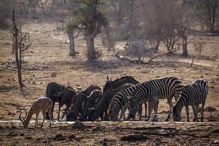 和牛摄影照片_南非克鲁格国家公园的平原斑马黑斑羚和牛羚