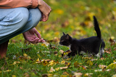 小黑猫摄影照片_小黑猫小心翼翼地走到一个人面前，向小猫伸出手