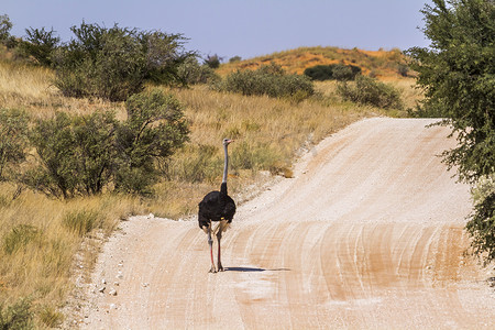 南非 Kgalagadi 跨境公园的非洲鸵鸟