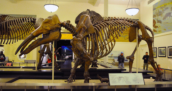 曼哈顿，纽约- 2011年11月17日：恐龙骨架，Metr