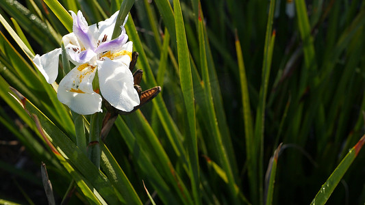 白色鸢尾花盛开，美国加利福尼亚州的园艺。