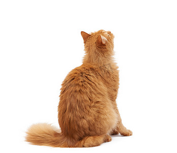 毛茸茸的成年猫背对着镜头坐着，抬起头