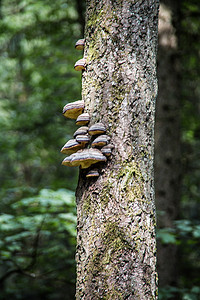 寄木摄影照片_有寄生树真菌的树干
