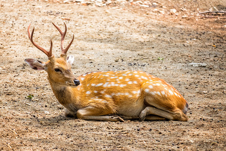 雄性白鹿或猎豹鹿（轴线），在阳光下