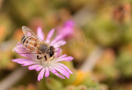 蜜蜂采集花蜜