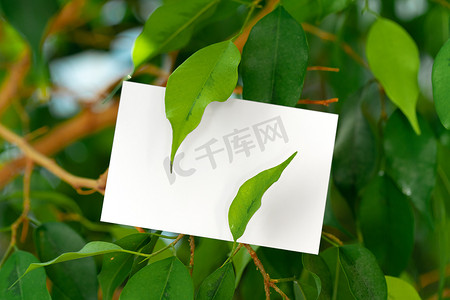 样机纸质摄影照片_在绿叶上模拟纸质白卡。