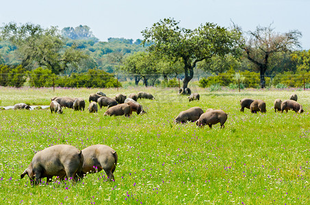 埃斯特雷马杜拉巴达霍斯乡村的猪在农场吃草