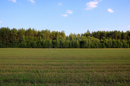 春天，乡村里长满植被的绿色田野。