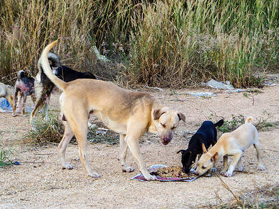一群流浪狗吃垃圾食品或食物颗粒